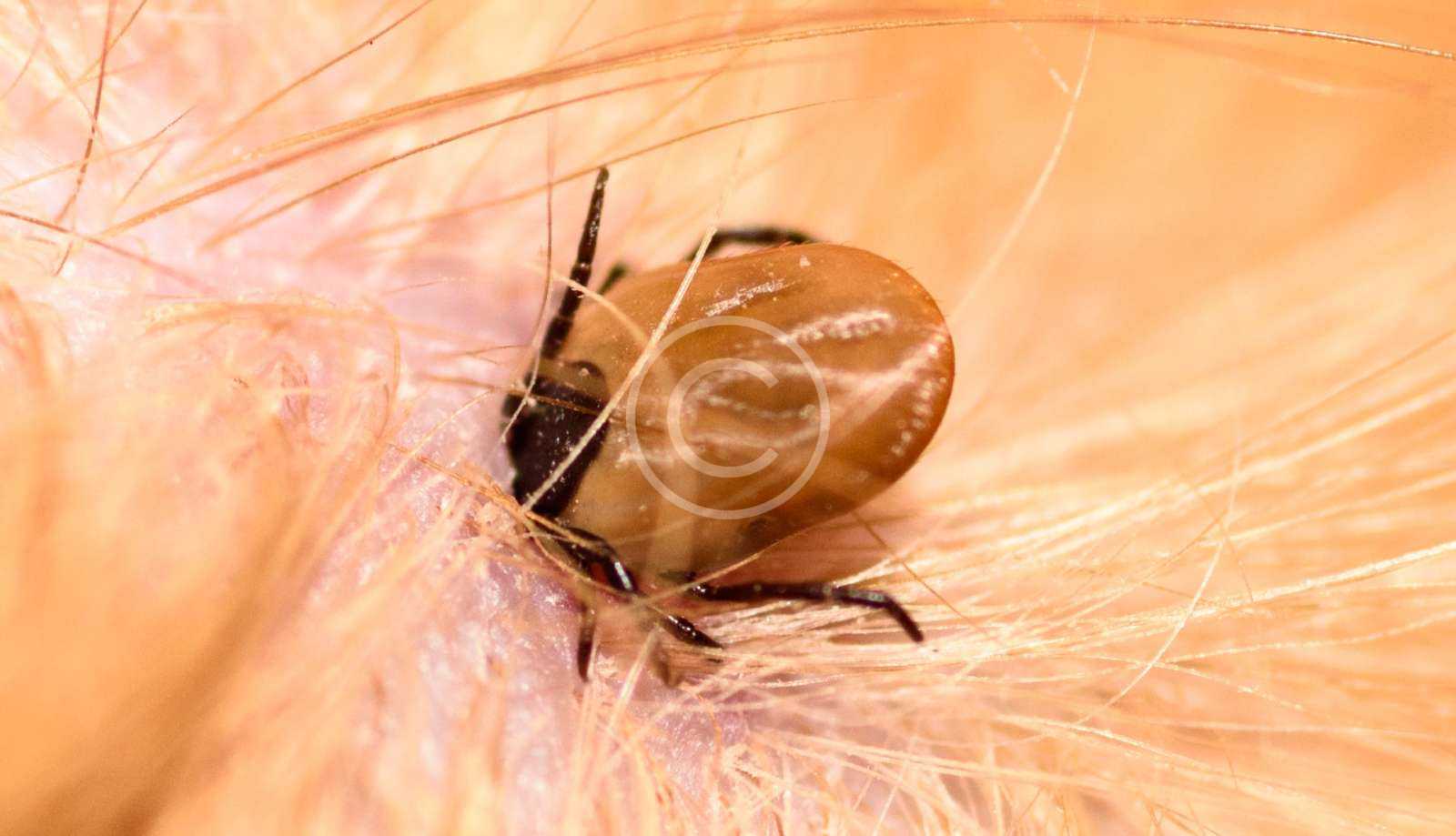 Ticks Extra Mile Pest Control and Lawn Solution