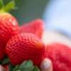 UF researchers find genes responsible for several flavor compounds in strawberries