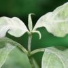 The plight of flowering dogwood in northeast Florida