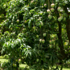 Equipment and Tools for a Commercial Tropical Fruit Grove