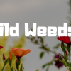 Venus Lookingglass – Wild Weeds