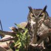 The great horned owl and owlet are too cute!