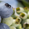 Horticulture Happy Hour: Blueberry Varieties