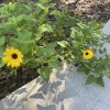 Which is Which? The invasive yellow flower versus the native yellow flower