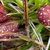 Weekly “What is it?”: Parrot Pitcher Plant