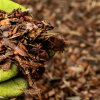 The Magic of Mulch in the Landscape